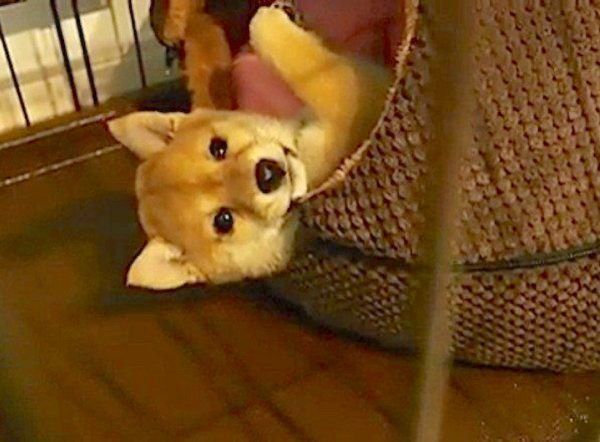 見えない敵と戦う柴犬