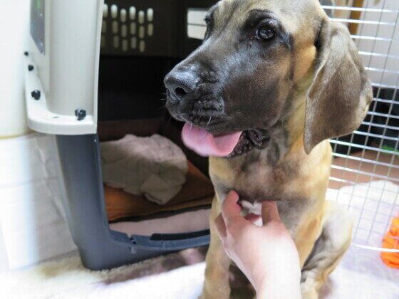 グレート・デーンのシンボリルドルフくん