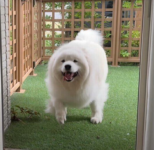 はしゃぐサモエド
