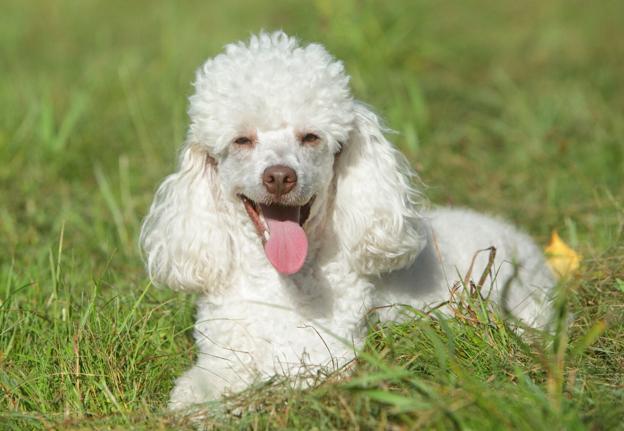 芝生のうえでうれしそうな犬