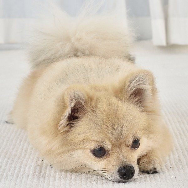 もう噛まれたくない飼い主さんへ 犬のストレス 見直してみよう いぬのきもちweb Magazine