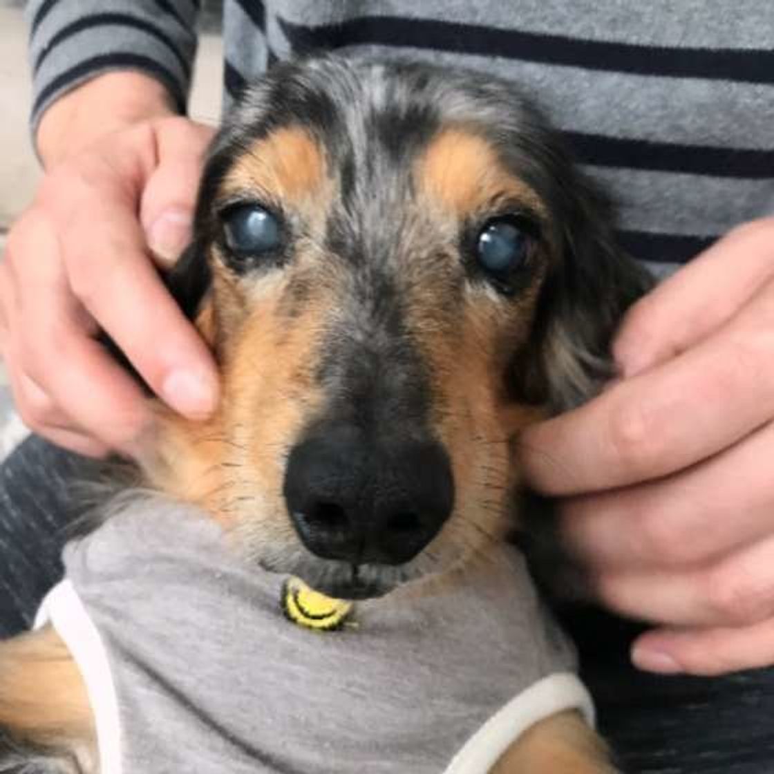 犬の投薬 飼い主の判断でやめると命に関わることも 犬の介護 いぬのきもちweb Magazine 犬の投薬 飼い主の判断でやめると命に関わることも 犬の介護 いぬのきもちweb Magazine