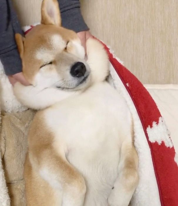 マッサージしてもらうめんまくん