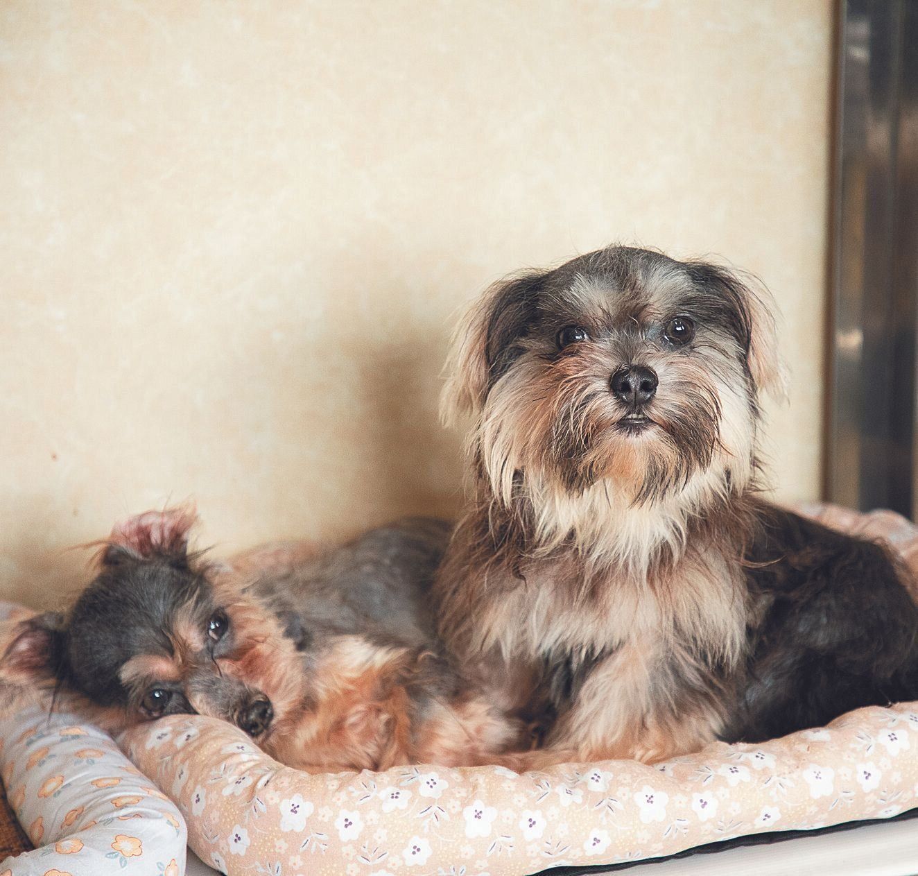 関東で起きた200頭を超える多頭飼育崩壊現場から保護されたペタちゃん（左）とネムちゃん（右）。２頭はいつもいっしょ
