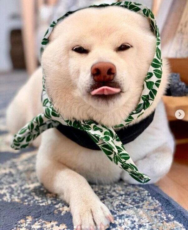 手ぬぐいをかぶるごん太くん