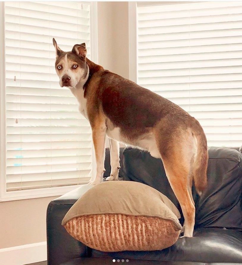 ベイリーちゃん