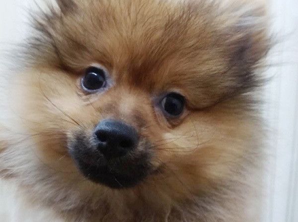 見つめるポメラニアン