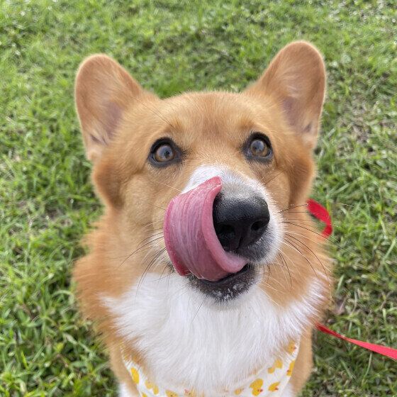 しっかり待てをするコウ太くん