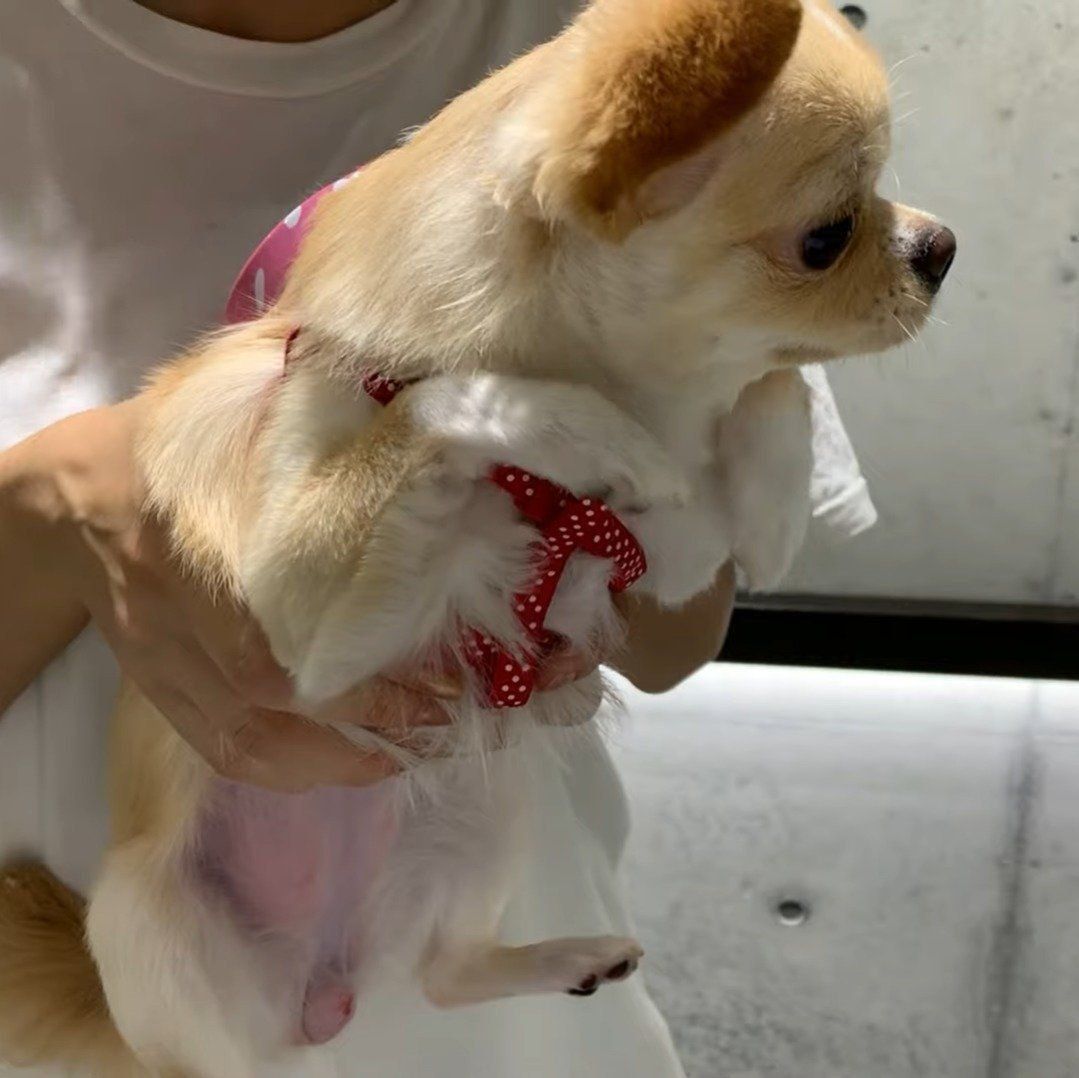 準備運動をするみるくちゃん