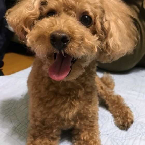 トイ・プードルの凛ちゃん