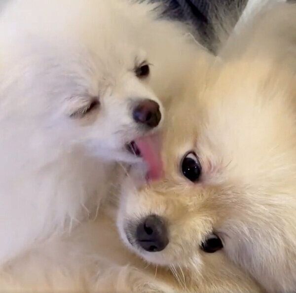 ころすけくんのことをなめるぺこちゃん