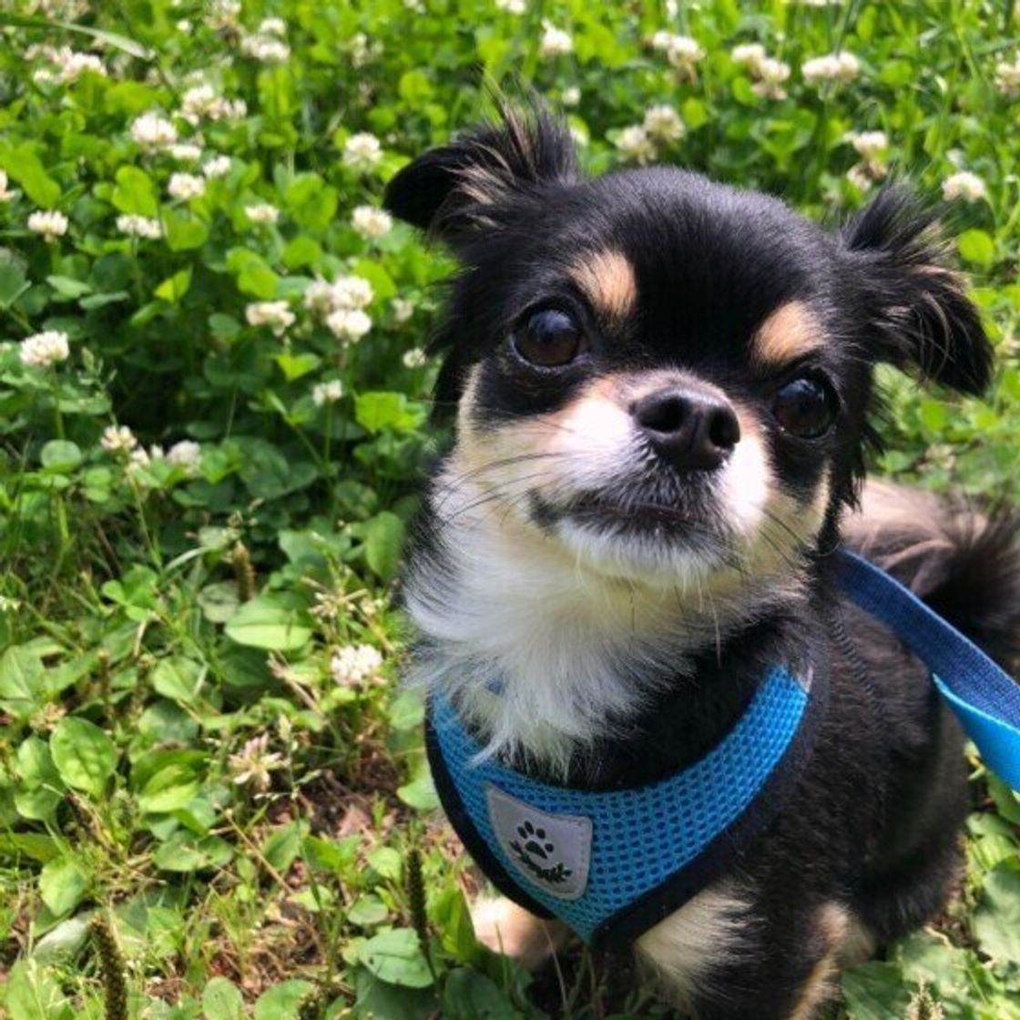 温度や湿度が高い日の犬のお散歩 ベストな時間帯は いぬのきもちweb Magazine 温度や湿度が高い日の犬のお散歩 ベストな時間帯は いぬのきもちweb Magazine