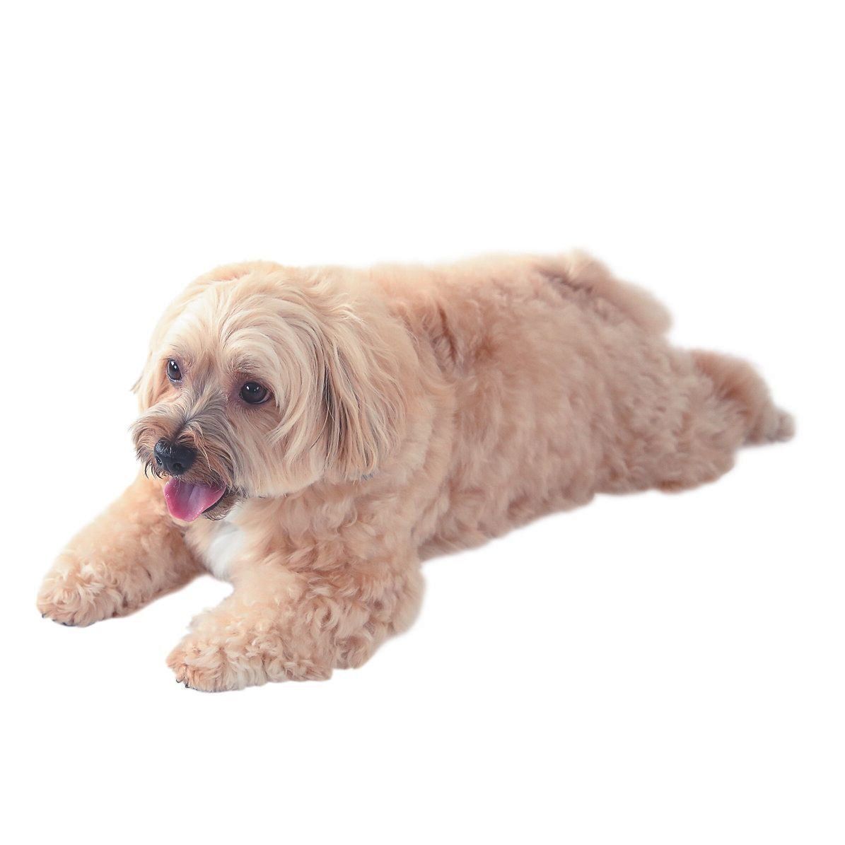 留守番時の熱中症対策をアップデート！