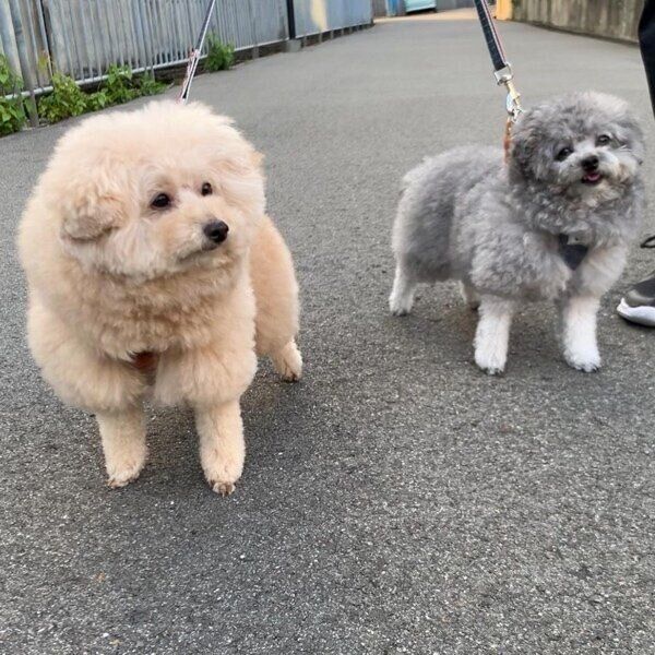 仲良く散歩するこあちゃんとミロちゃんコンビ