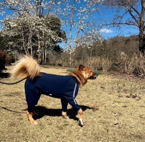 散歩を楽しむこまめちゃん