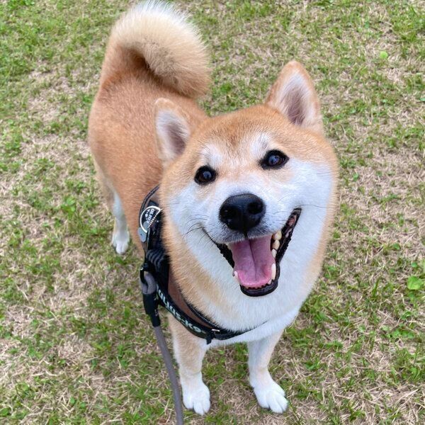 散歩を楽しむ栗太郎くん
