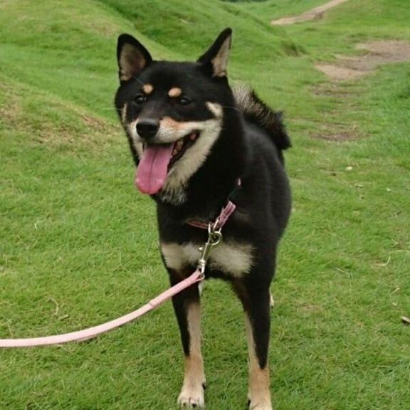 リードをつけた柴犬