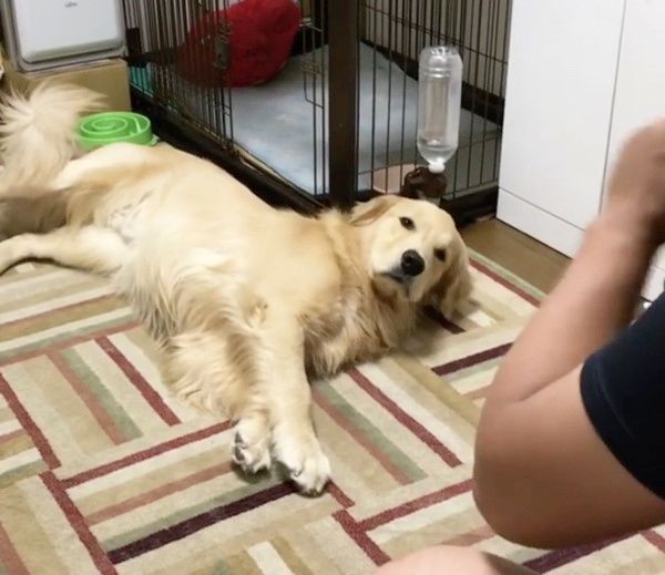 新技を覚えたゴールデン・レトリーバー