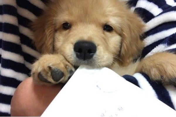 ゴールデン・レトリーバー