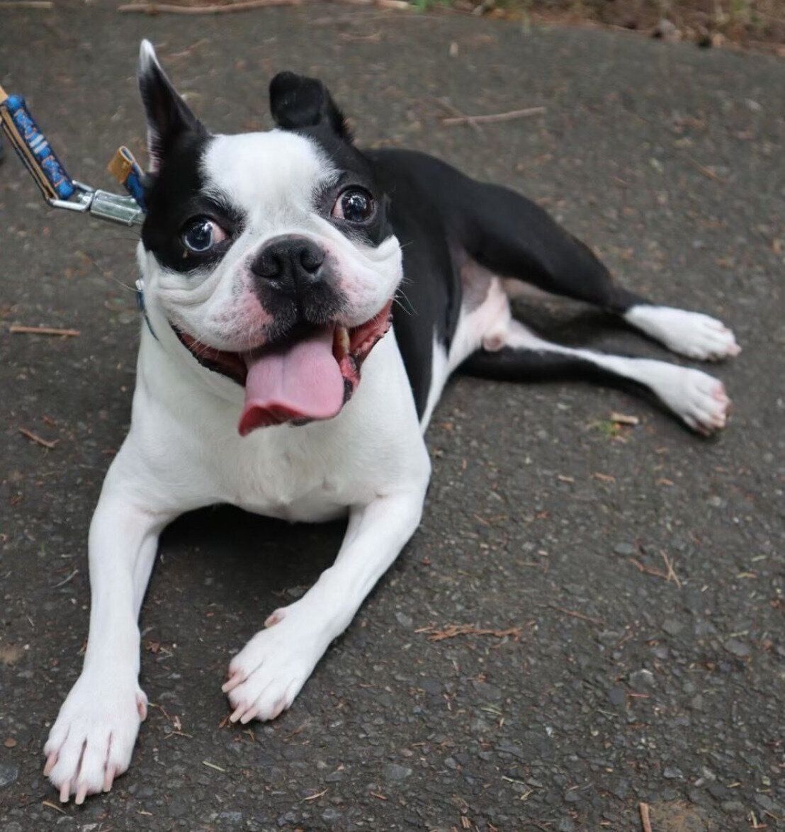 散歩を楽しむりーちくん