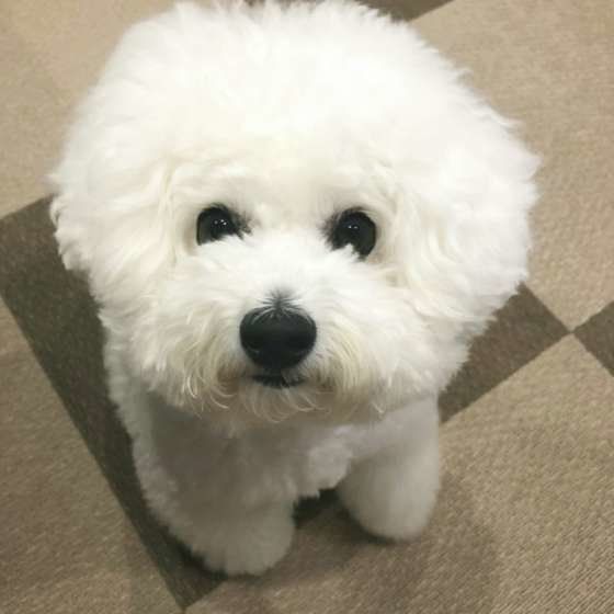 ビション・フリーゼ