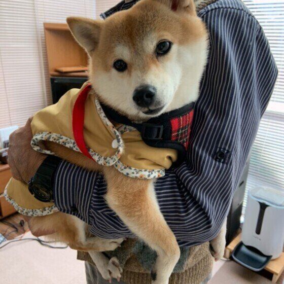 1人1人が守りたい！動物病院でのマナーを獣医師に聞いてみた いぬのきもち