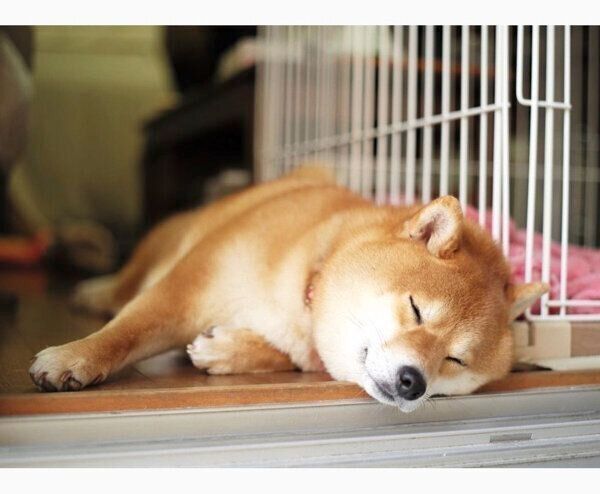 眠るきなこちゃん