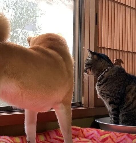 パトロール中の柴犬と猫