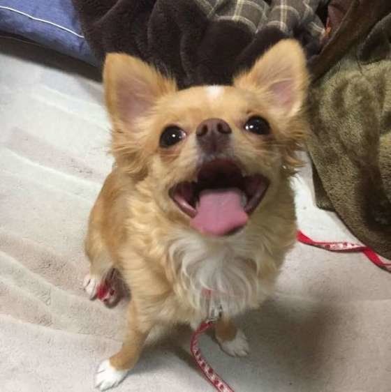 見上げているチワワ