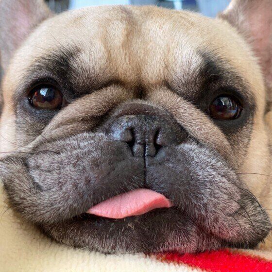 フレンチ・ブルドッグ・ぽん太くん・舌を出す