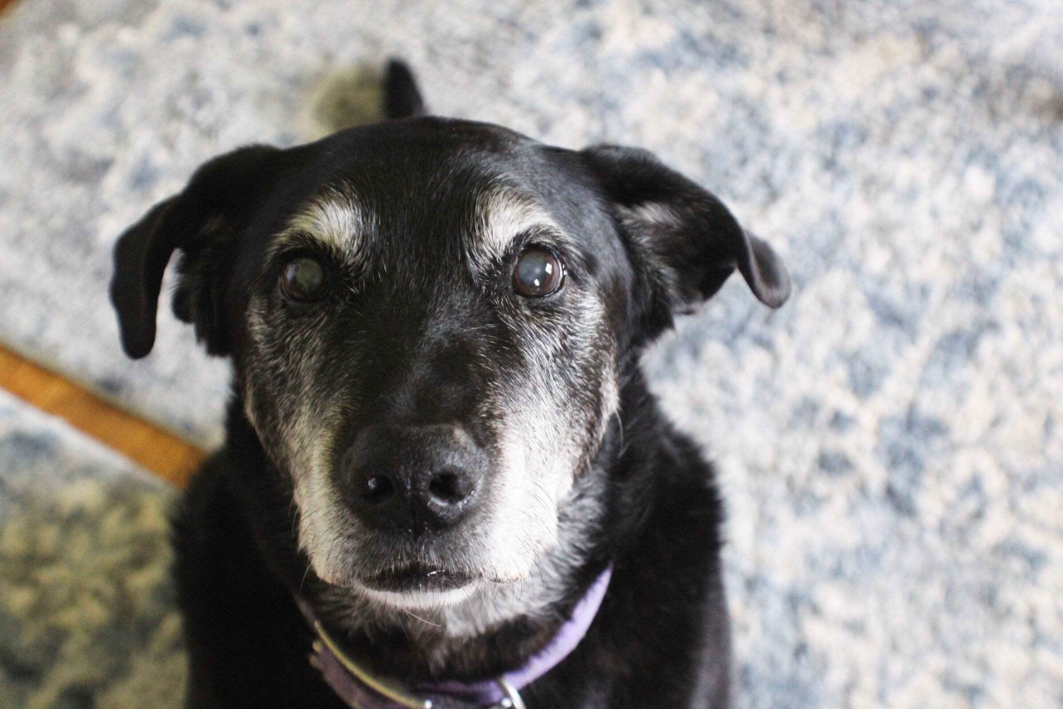 上目づかいで見つめてくる犬