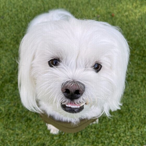 小型犬の凪くん