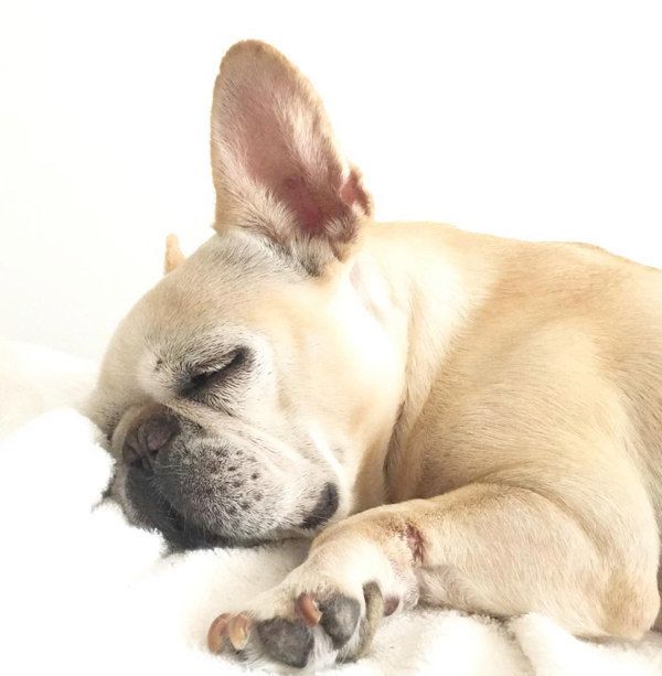 ぐっすり眠る豆福ちゃん