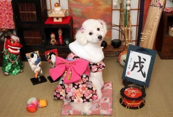 トイ・プードルのルナちゃん