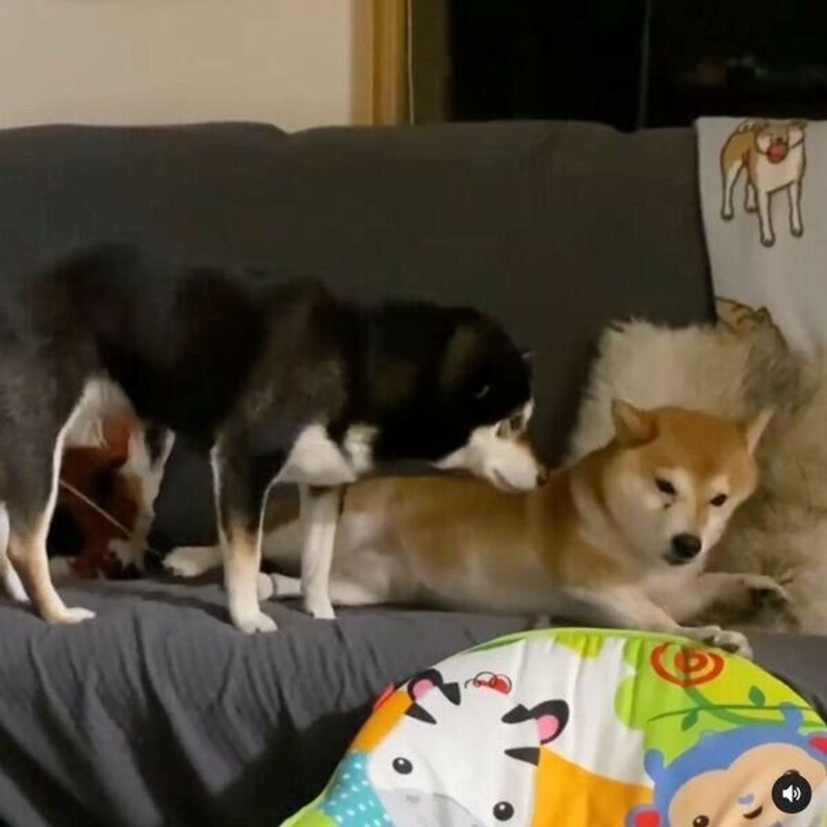 気になる場所を横取りしたい 柴犬が見せた 無言の圧 に同居犬がスゴスゴ退散 いぬのきもちweb Magazine 気になる場所を横取りしたい 柴犬が見せた 無言の圧 に同居犬がスゴスゴ退散 いぬのきもちweb Magazine