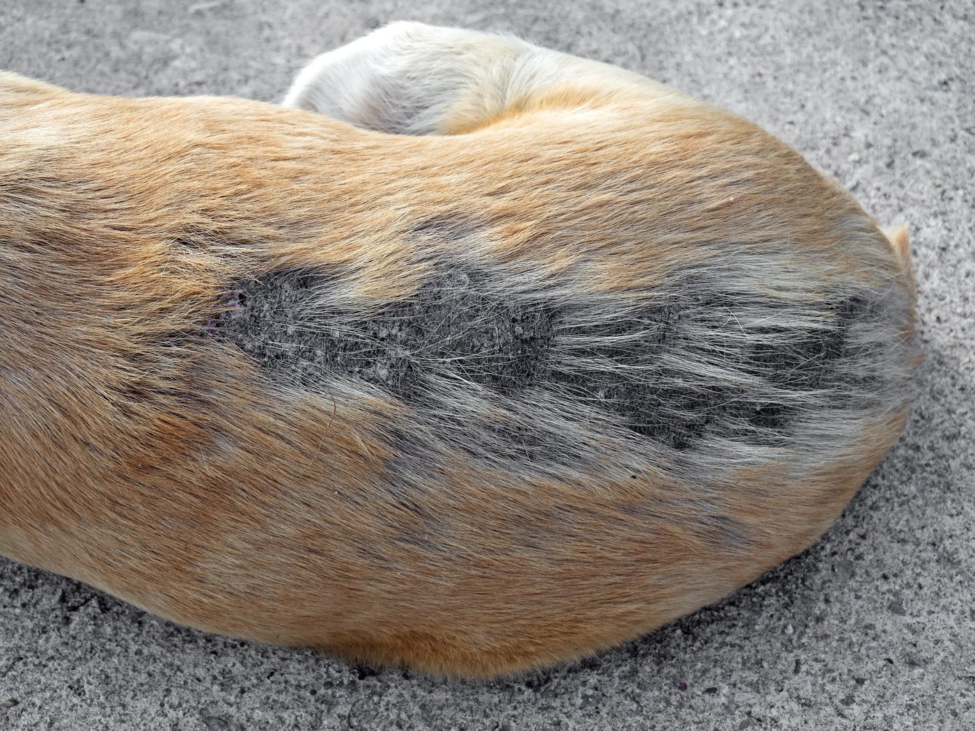犬の食物アレルギー 症状 検査 治療法 予防法まで いぬのきもちweb Magazine 犬の食物アレルギー 症状 検査 治療法 予防法まで いぬのきもちweb Magazine