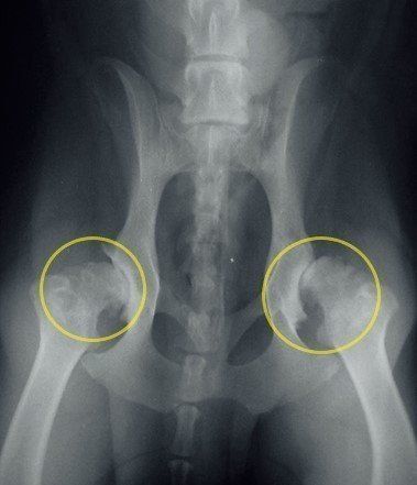 写真は、ゆるみが出ている関節のエックス線写真。向かって右側の関節にズレがみられる。