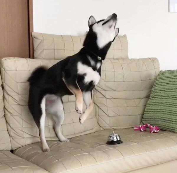 おやつが欲しい柴犬