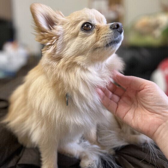 犬の「ひっかき反射」はなぜ起こる？ 犬のお腹を撫でると足をバタバタさせる理由 いぬのきもち