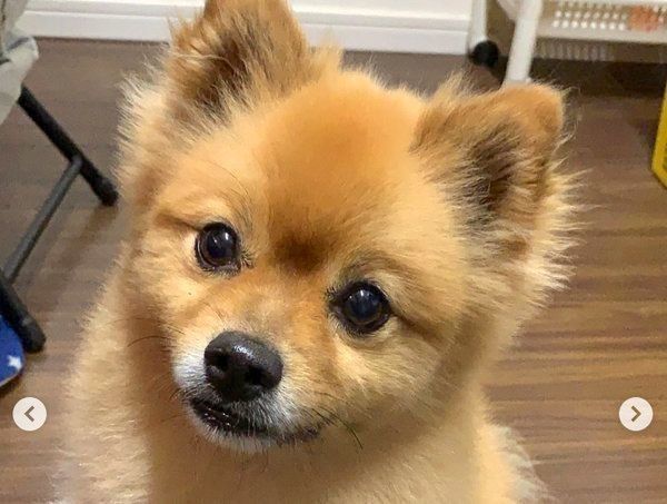 まんまるお目めのポメラニアン