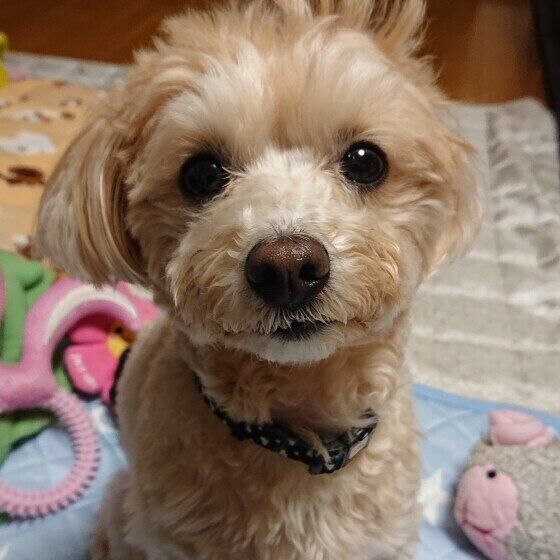 MIXのサラちゃん