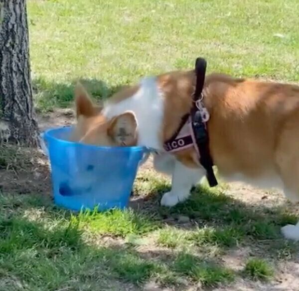 水遊びをするリコちゃん