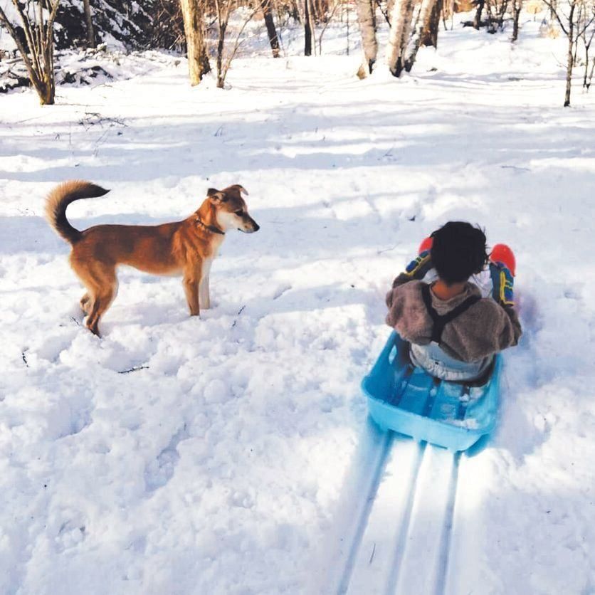 聖ちゃんは最初は少しビビリでしたが、今では雪の中で子どもたちと遊ぶのが大好きに
