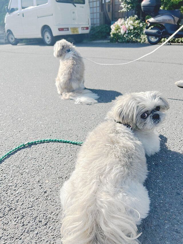 シーズー犬マンガてんぽshihtzu