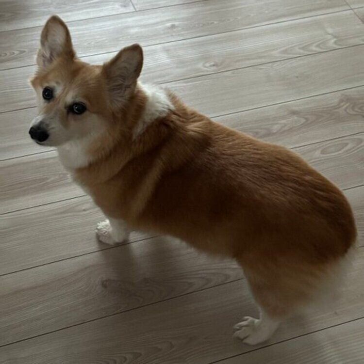 飼い主さんを見あげるグリコちゃん