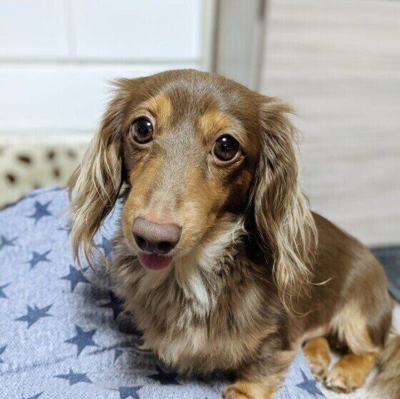 何もないところをじっと見つめる 犬が見せる不思議な行動の理由とは いぬのきもちweb Magazine