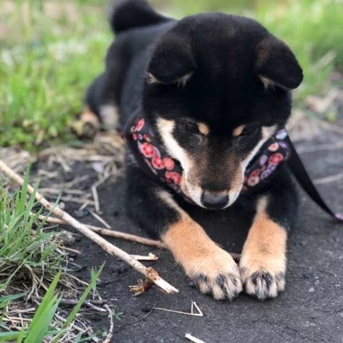 専門家監修 柴犬のシャンプーの頻度や方法 注意点 おすすめ製品も いぬのきもちweb Magazine 専門家監修 柴犬のシャンプーの頻度や方法 注意点 おすすめ製品も いぬのきもちweb Magazine