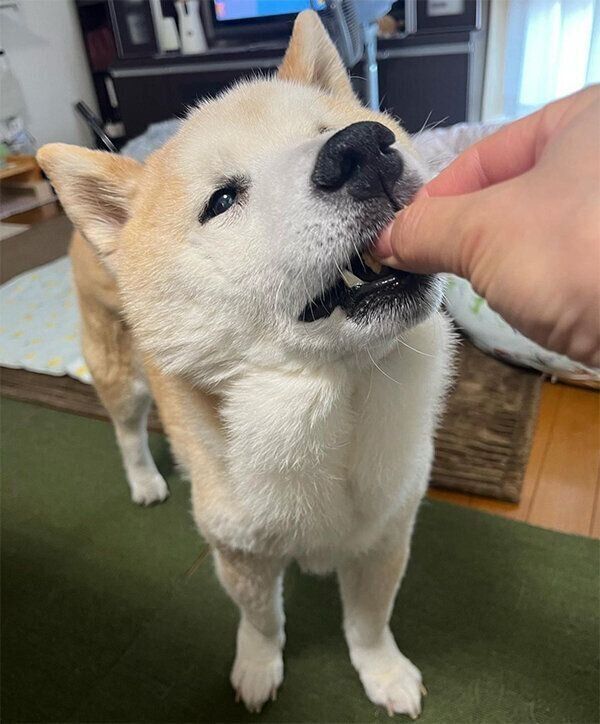 おやつを食べるくうちゃん