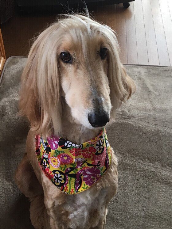 アフガン・ハウンドのりょうくん