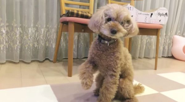 ネコ化するトイ・プードル